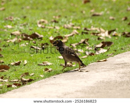 The image shows a common myna (Acridotheres tristis) standing on a grassy lawn. The bird has a dark brown body with a yellow bill and a yellow patch around its eyes. It is facing to the right 