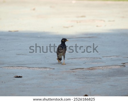 The image shows a common myna (Acridotheres tristis) standing on a grassy lawn. The bird has a dark brown body with a yellow bill and a yellow patch around its eyes. It is facing to the right 