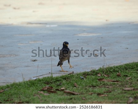 The image shows a common myna (Acridotheres tristis) standing on a grassy lawn. The bird has a dark brown body with a yellow bill and a yellow patch around its eyes. It is facing to the right 