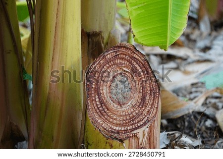 The image shows a cross-section through the pseudostem of a banana plant (Musa). Baturite, Ceará, Brazil