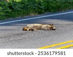 The image shows a dead raccoon on a rural road, run over by a car, a case of roadkill.