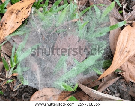 The image shows a dense spider web spread across green grass and dried leaves on the ground. The fine silk threads create a delicate, misty appearance, blending with the natural surroundings.