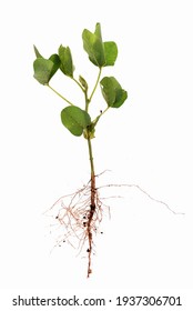 Image Shows In Detail The Root System Of A Soybean Plant (Root)