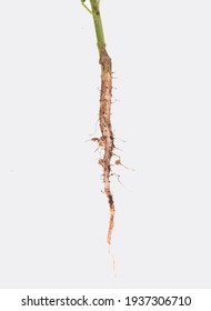 Image Shows In Detail The Root System Of A Soybean Plant (Root)