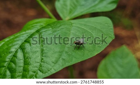 The image shows a fly, likely a type of filth fly or house fly, resting on a green leaf. 