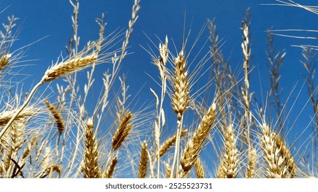 The image shows golden wheat stalks against a clear blue sky, highlighting the natural beauty and significance of agriculture. The vibrant colors and sharp details make it visually appealing. - Powered by Shutterstock