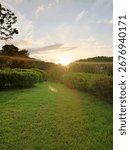 The image shows a grassy path leading into the distance between two rows of bushes. The sun is setting directly ahead, creating a bright lens flare and backlighting the surrounding trees.