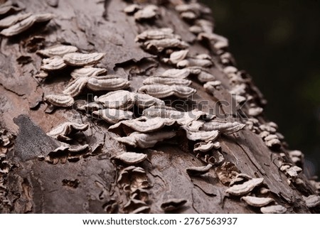 The image shows a gregarious growth of a bracket fungus consistent with the genus Trichaptum. In Europe, these fungi are frequent decomposers of dead wood. 