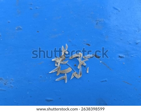 
The image shows a group of Garra rufa fish, which are also known as doctor fish or nibble fish. 