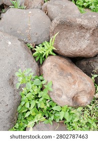 The image shows a group of large, rounded river stones or boulders arranged closely together, possibly forming a natural path, a retaining wall, or a garden border.