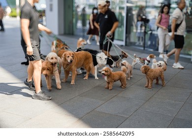 The image shows a group of people walking several small dogs of different breeds on leashes, outdoors on a sunny day