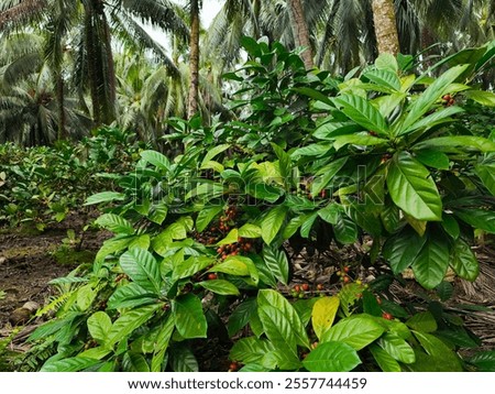 The image shows an integrated mixed cropping system in Benut, Malaysia, where Liberica coffee is grown under the shade of coconut palms. This approach optimizes land use and promotes biodiversity