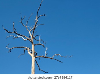 The image shows a large, leafless tree against a backdrop of a blue sky.