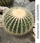 The image shows a large, round golden barrel cactus with bright yellow spines and a soft, pale center, growing in rocky soil. Its symmetrical shape makes it visually striking and ornamental.
