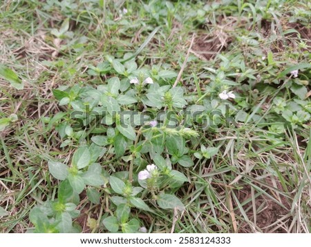 Similar – Image, Stock Photo Small white flowers shine from the darkness in the forest