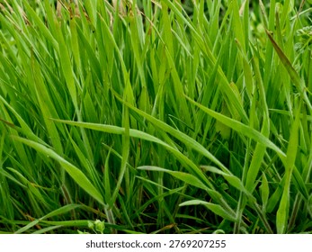 The image shows a patch of vibrant green grass, which matches the appearance of Sweetgrass (Hierochloe odorata). 
