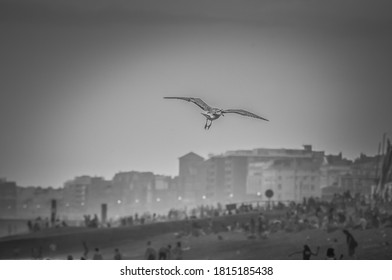 Image shows a picture of a seagull terrorising beachgoers over Brighton. Black & White No People