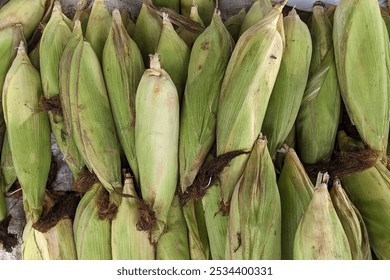 The image shows a pile of corn cobs still in their husks. The corn is wrapped in green leaves with brown silk tassels at the top, indicating they are fresh and unshucked.