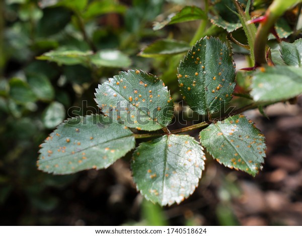 image shows rose plant in garden or garden\
center and nursery infected with rose rust fungus Phragmidium\
mucronatum showing orange\
pustules