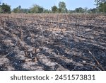 The image shows a row of burned cornstalks in a field. The cornstalks are blackened and charred, and they are covered in ashes.