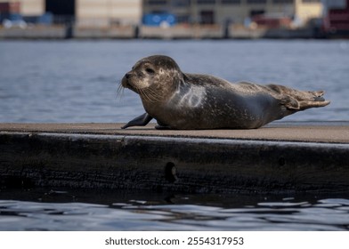 The image shows a seal resting on a wooden dock by the water, with an industrial harbor. - Powered by Shutterstock