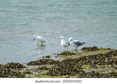 The image shows a shoreline with three birds standing in shallow water. The shore is covered with seaweed and the birds are looking for food. The water is calm there is a slight ripple on the surface. - Powered by Shutterstock