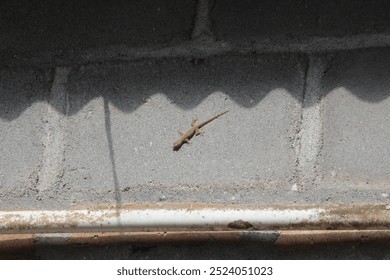 The image shows a small lizard (Gehyra mutilata), likely a gecko, crawling on a rough concrete wall. The scene is illuminated by natural sunlight, casting shadows on the surface.  - Powered by Shutterstock