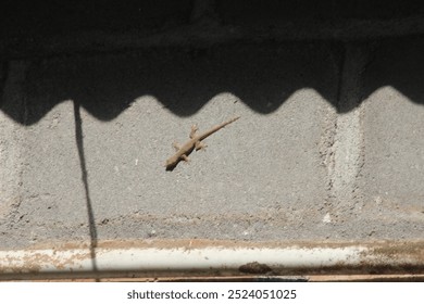 The image shows a small lizard (Gehyra mutilata), likely a gecko, crawling on a rough concrete wall. The scene is illuminated by natural sunlight, casting shadows on the surface.  - Powered by Shutterstock