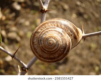 The image shows a small snail shell amidst a cluster of thorns, symbolizing fragile beauty amid challenges.