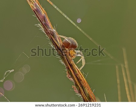 The image shows a small spider, likely from the Crab Spider (Thomisidae) or Melon Spider (Araniella) family, perched on a plant stem. The spider has a round, light brown body