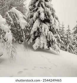 The image shows a snowy forest scene with evergreen trees heavily covered in fresh snow. Snow-laden branches and animal tracks in the untouched snow create a peaceful, wintery atmosphere. The soft, mu - Powered by Shutterstock