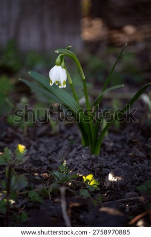 The image shows spring flowers, probably spring whiteflower (Leucojum vernum), which are one of the first symbols of spring.