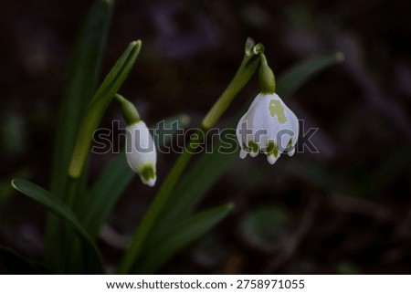 The image shows spring flowers, probably spring whiteflower (Leucojum vernum), which are one of the first symbols of spring.