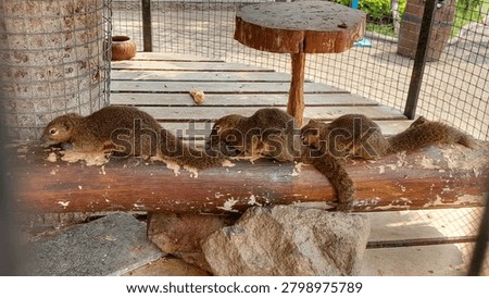 The image shows three squirrels (likely Gambian sun squirrels) resting in a row on a large, horizontal wooden log inside an enclosure. All three squirrels have brownish-grey, speckled fur and long, bushy tails.The enclosure features wooden plank flooring, a small wooden pedestal table, and a wire mesh fence in the background. Natural light illuminates the scene, and there are some scattered rocks and a small piece of food on the floor near the squirrels.
