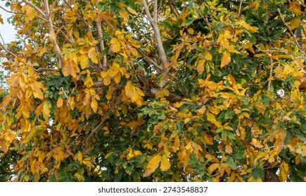 The image shows a tree filled with dense branches and leaves changing colors. Many leaves have turned bright yellow and golden, while some remain green, creating a beautiful contrast. 