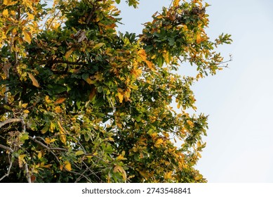 The image shows a tree filled with dense branches and leaves changing colors. Many leaves have turned bright yellow and golden, while some remain green, creating a beautiful contrast. 