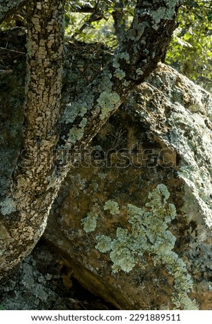 The image shows a tree with a rough bark texture and attached lichens, which blends in with a rock similar in texture and color, creating an illusion of camouflage and natural mimicry in nature.