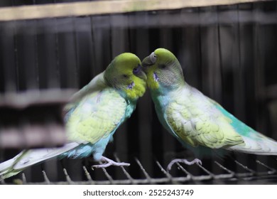 image shows two birds, likely budgies or parakeets, sitting close together inside a cage. They appear to be interacting affectionately - Powered by Shutterstock