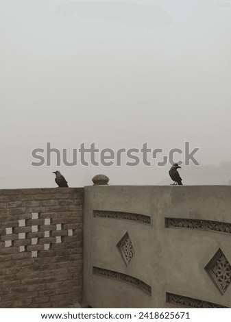The image shows two black birds perched on a brick wall,with a foggy sky in the background.