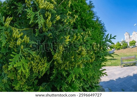 Image shows a well-maintained garden with lush greenery, featuring a small tree or shrub with bright green foliage and yellow flowersseed pods A bench is visible in the middle ground, partially obs