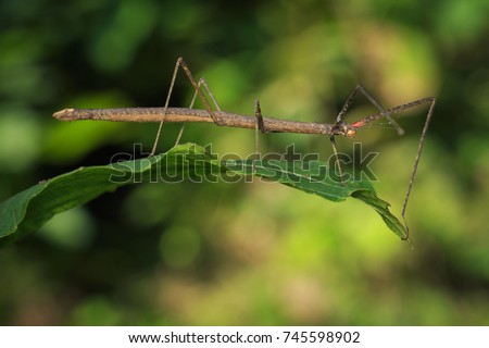 Image of a siam giant stick insect on leaves on nature background. Insect Animal.