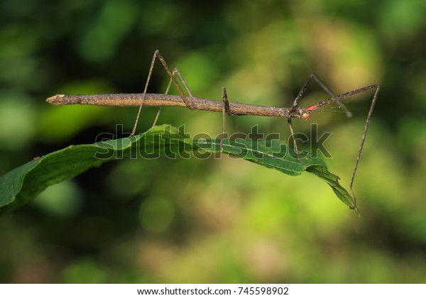 Image of a siam giant stick insect on leaves on\
nature background. Insect\
Animal.