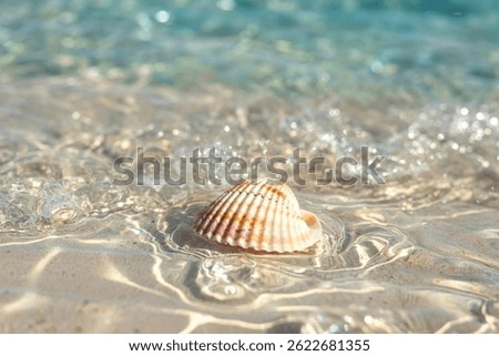 a image of single, perfect seashell