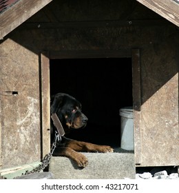 rottweiler dog house