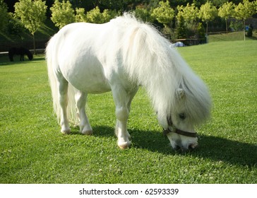 An Image Of A Single White Pony