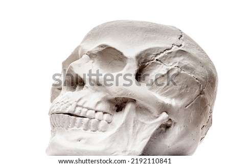 image of skull white background