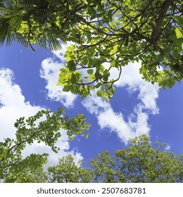 Image of sky with branches and clouds of tree from under can be printed on 60x60 cm panels 