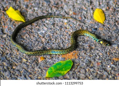 The image of a small snake
