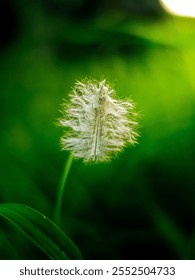 Image of small white feathers falling on the tips of grass in the evening. with a blurred green background