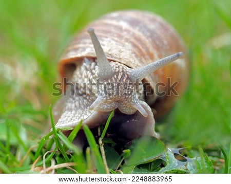 The image of snail on greenly environment which shows very nice look beautiful.